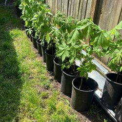 Chestnut Trees