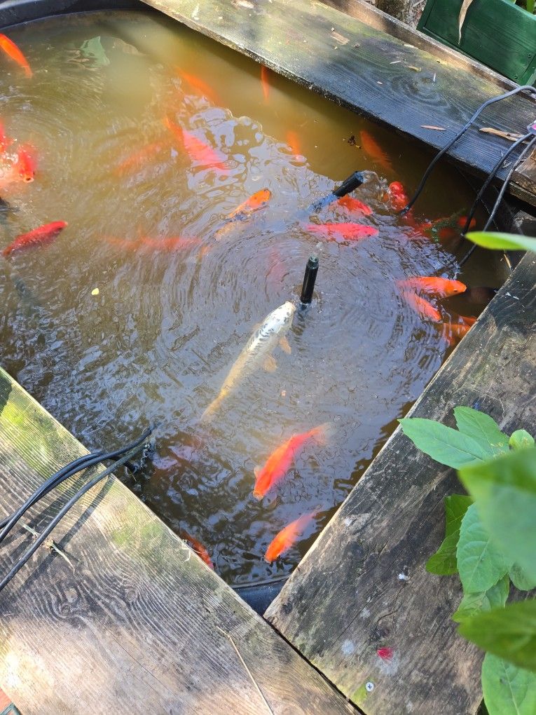 Free  goldfish help way too many