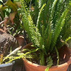 27 Inches Tall Fern Plant In A Clay Pot
