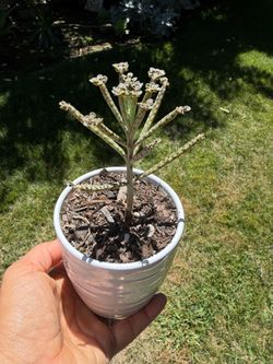 Mother of thousands
