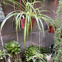Spider Plant 