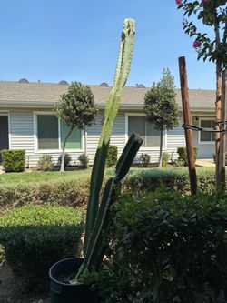 Free Cactus 🌵