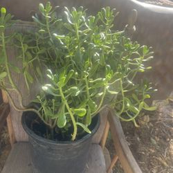 Succulent Plant Big For House