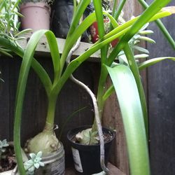 Plantas