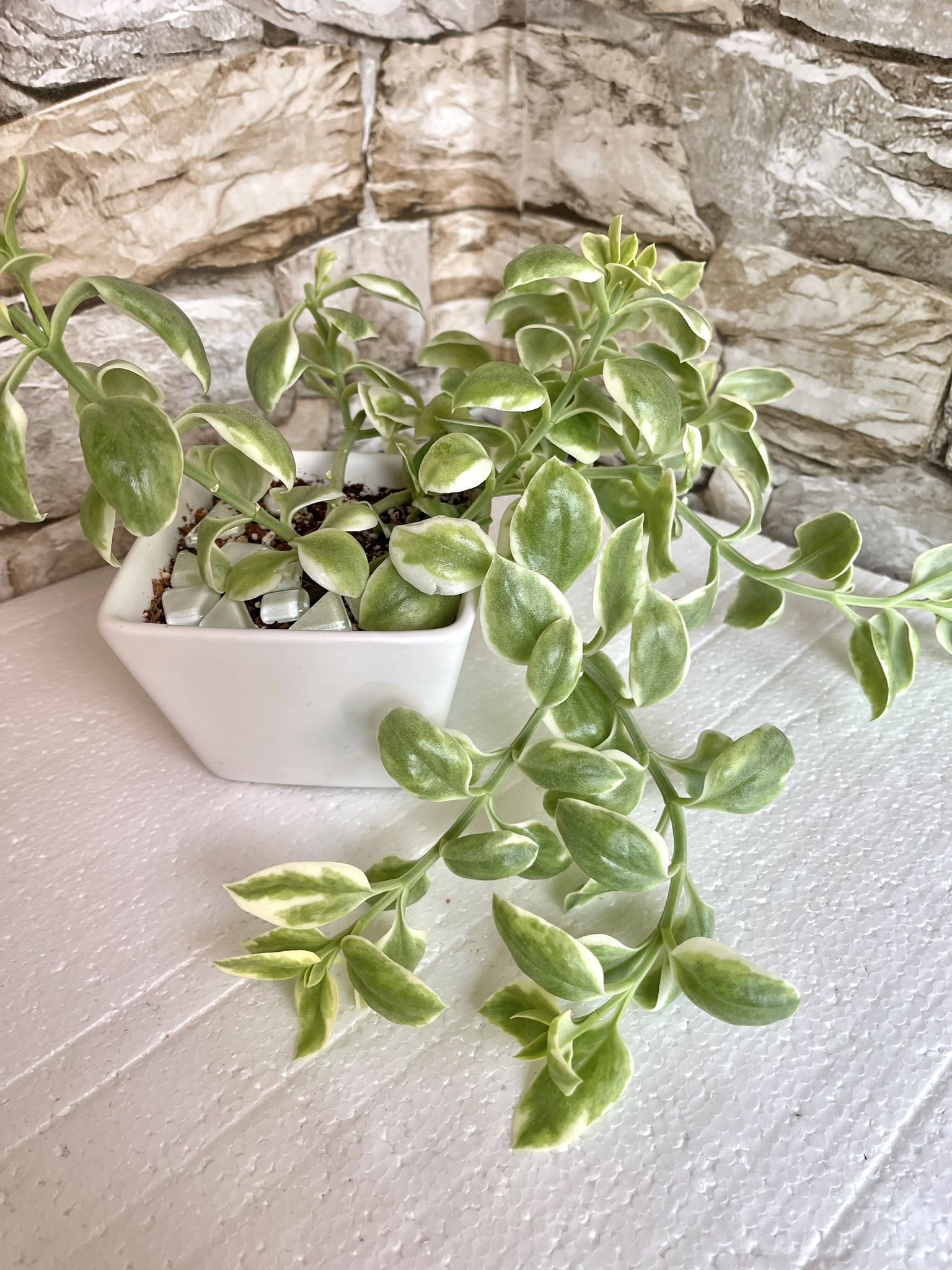 Variegated Baby Sun Rose Succulent In White Pot 3"x3"x2.75"H .