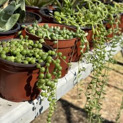 Succulents Plants 4”pot