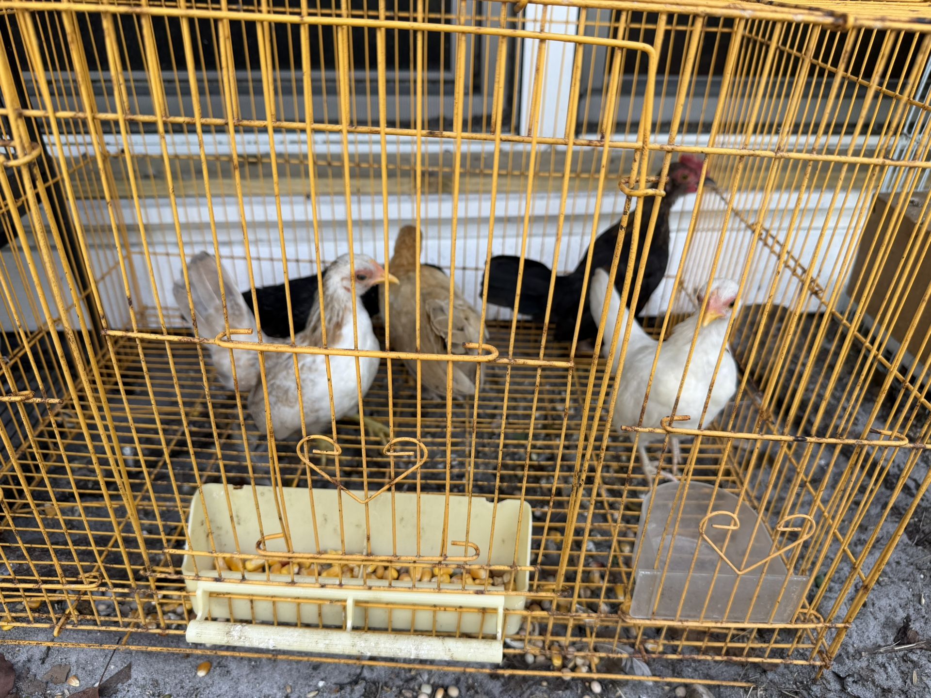 Kikirikis For Sale
