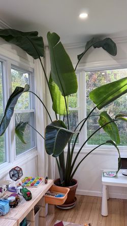 8 ft bird of paradise for sell