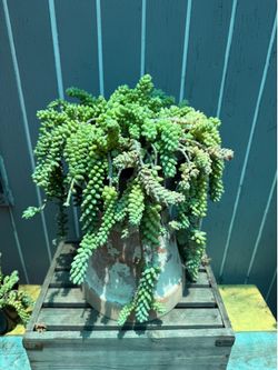 Donkeys tail succulent
