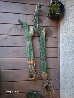 TPMC cactus