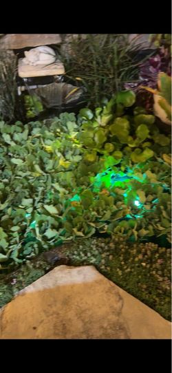 Pond Water lettuces