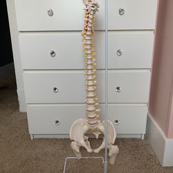 Spine Bone Model 