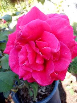 Variedad De Plantas $15dls