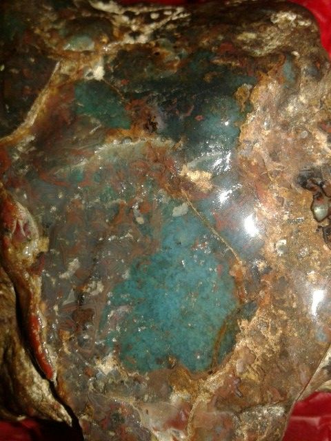 Plum crysacola