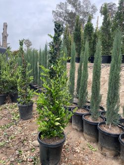 Ligustrum Texanums