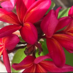 Hawaiian  Plumeria Tree