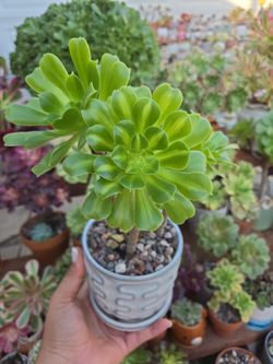 Aeonium Pot Not Included