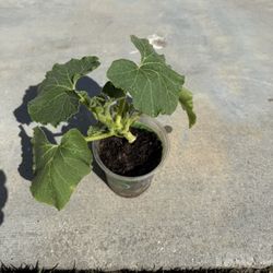 Japanese Pumpkin Kabocha Plant