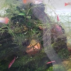 Generic Guppy Fish / Fry