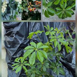 Schefflera Plant Tall Indoor / Outdoor