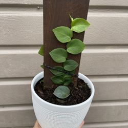 6” Raphidophora Hayi Double Sided Plant (not Include Ceramic Pot )