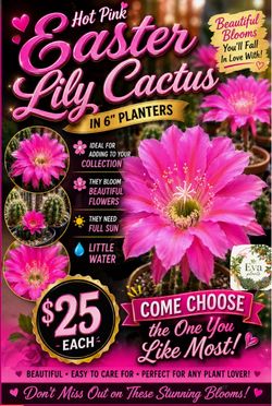 Hot pink Easter Lilly cactus