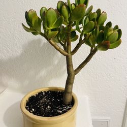 Healthy Jade Bonsai Tree 🪴