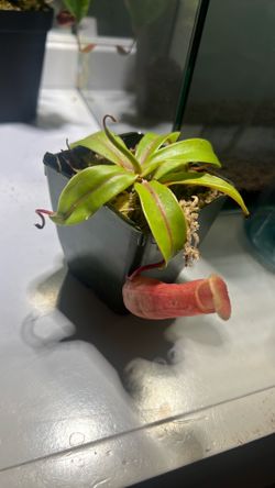 Ventricosa pitcher plant