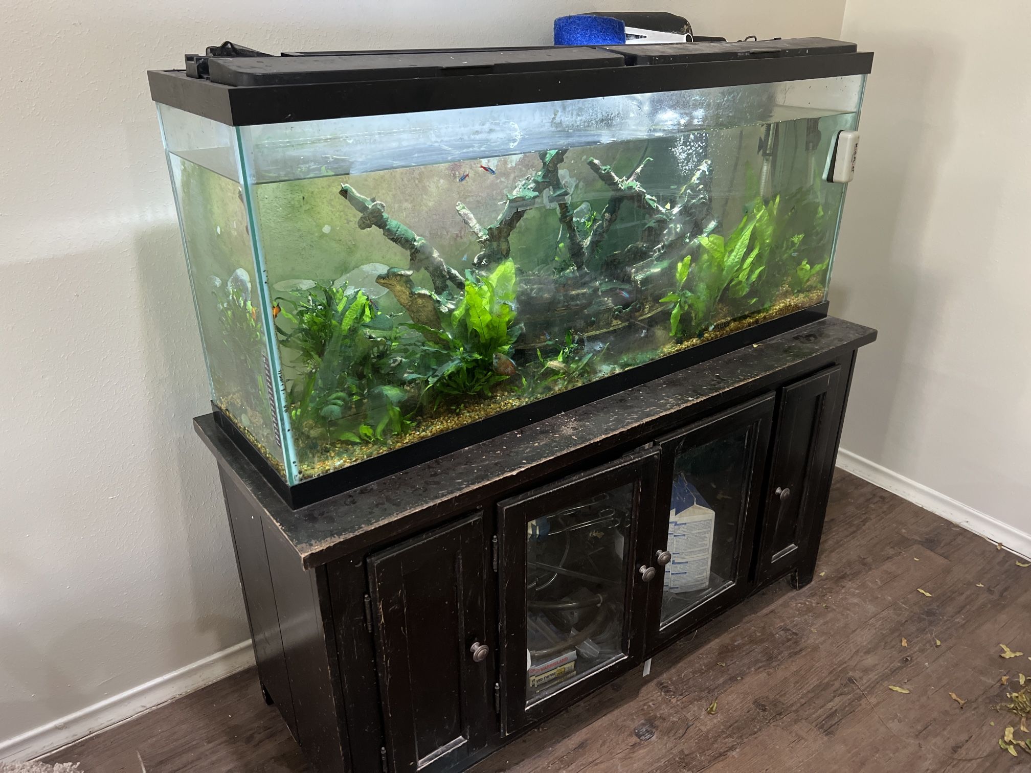 55 Ga freshwater aquarium
