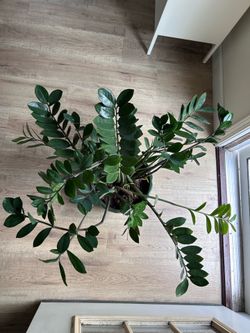 ZZ  plant REAL house plant