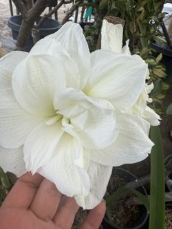 Amaryllis / Azucenas
