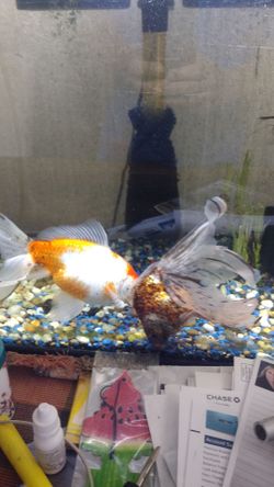 Two large goldfish