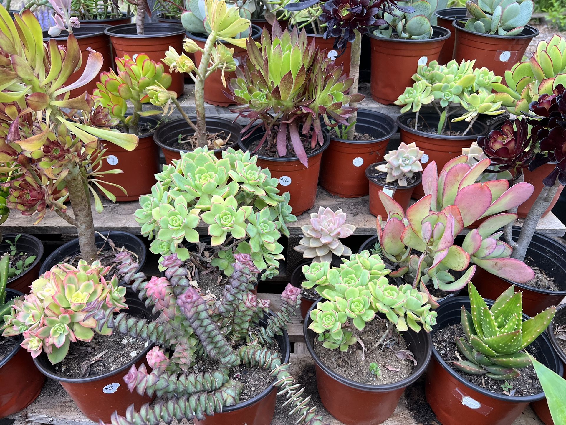 Variety Of Succulents Plants