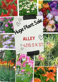 Huge plant sale