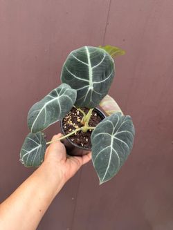 4” alocasia black velvet