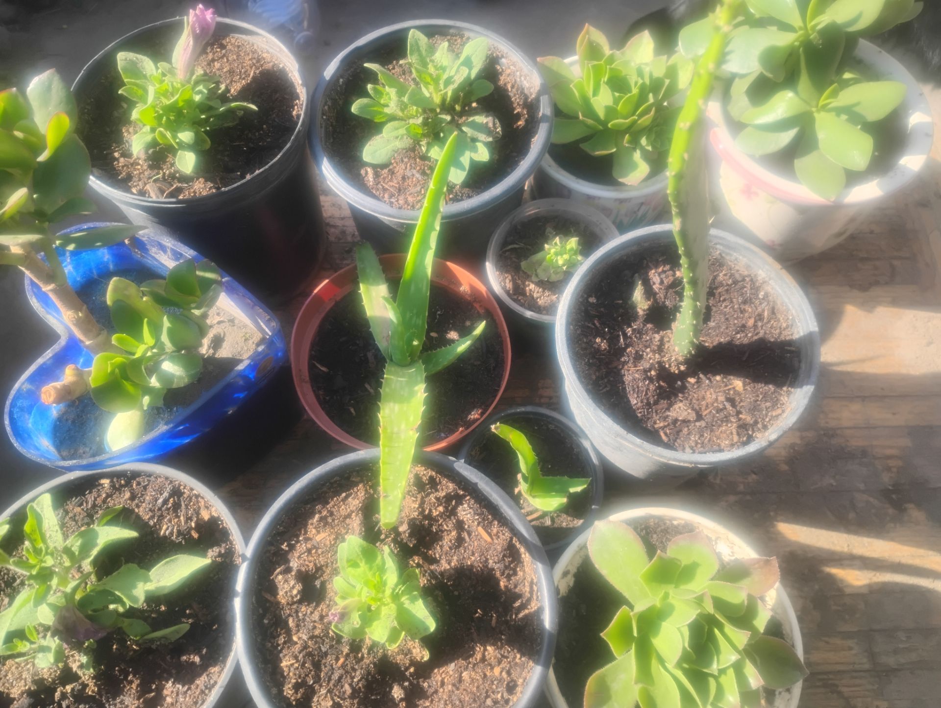 Variety Plants