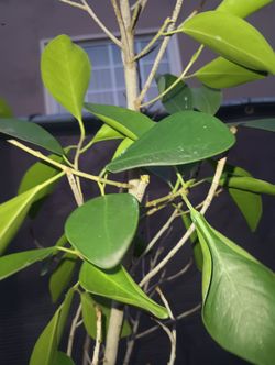 Hermoso Arbolito Para Sombra