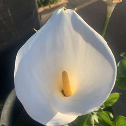 Calla Lily 