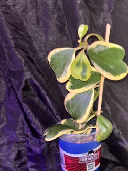 Variegate Hoya Kerrii heart