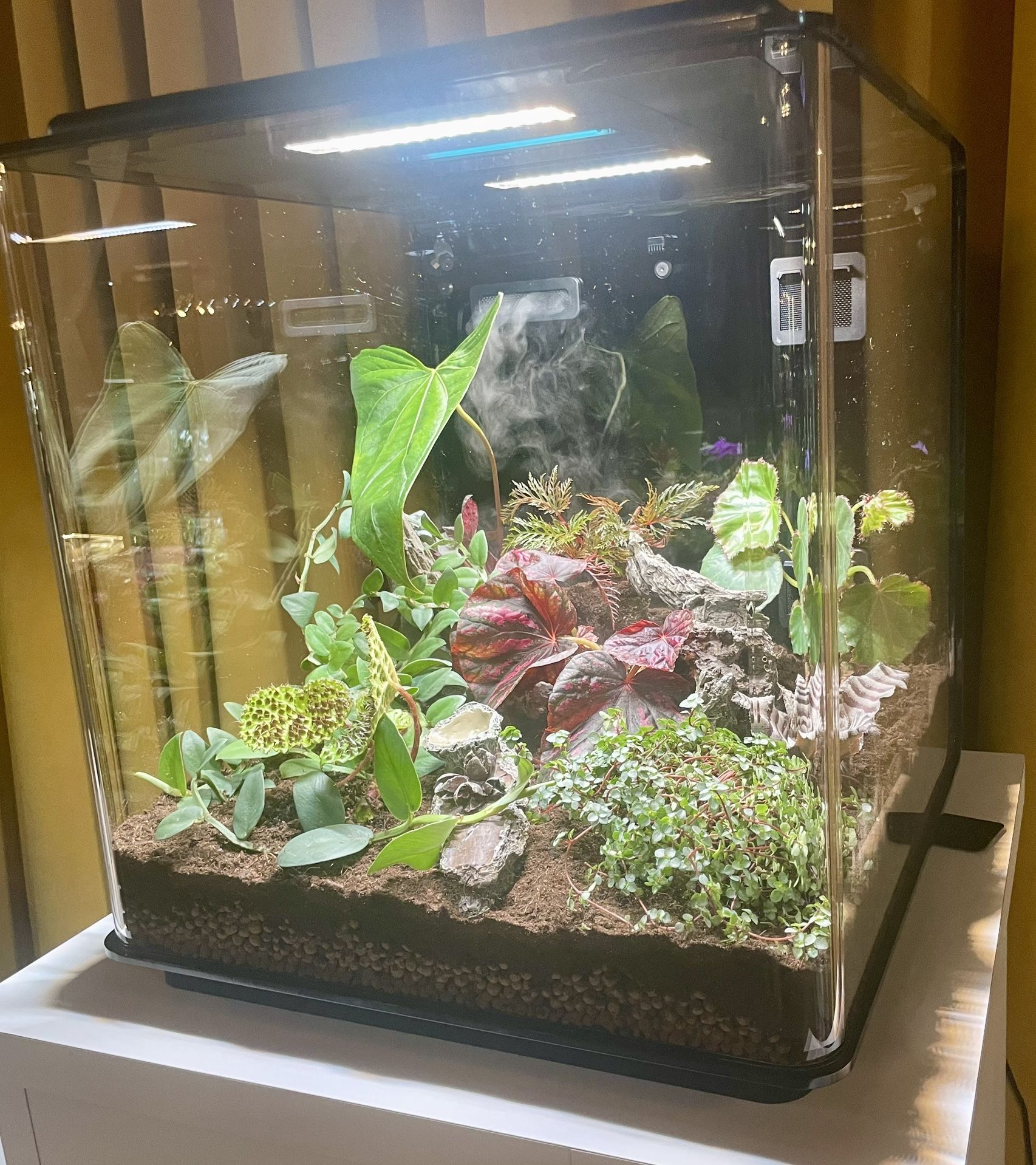 biOrb Earth Vivarium Terrarium Oase