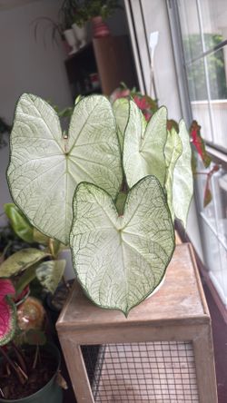 Caladium