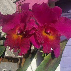 Purple Cattleya Orchid In A One Gallon Pot 