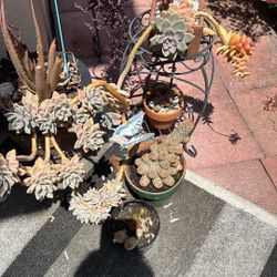 Live Plants For Sale