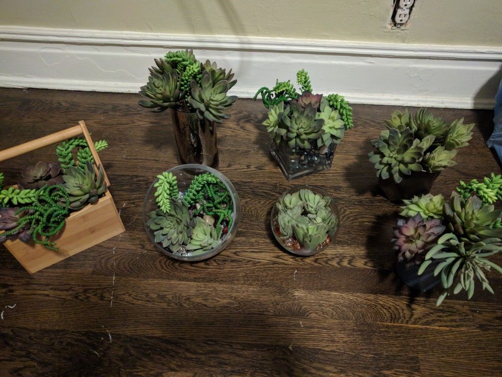 7 Succulent Arrangements