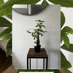 Plants For Sale, Ask For Prices