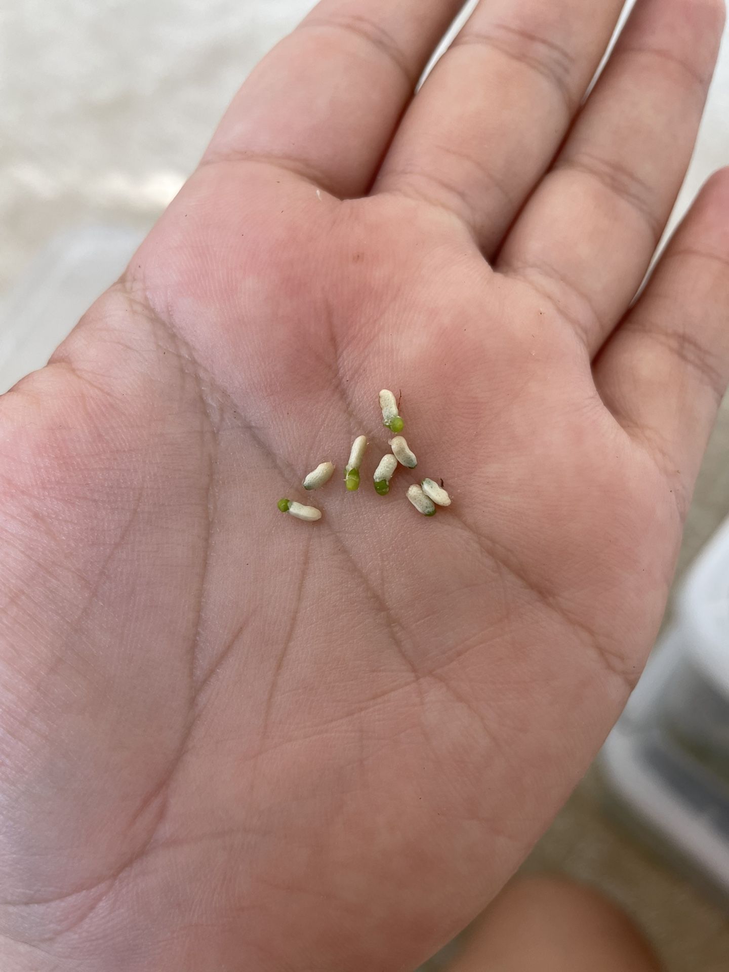 Philodendron Seeds