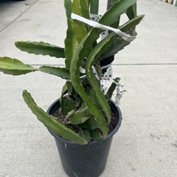 Dragon Fruit Plant 