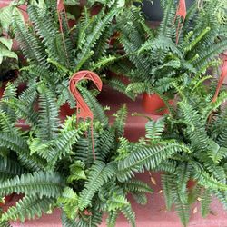 Boston Ferns & White Butterfly Plant