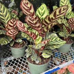 Calathea Makoyana In 6” Pot. SPECIAL PRICE🤩