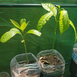 Avacado Plants 